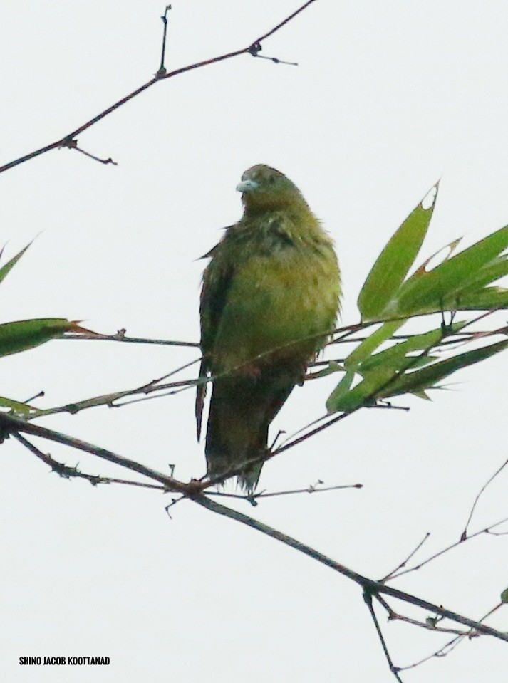 Orange-breasted Green-Pigeon - shino jacob koottanad