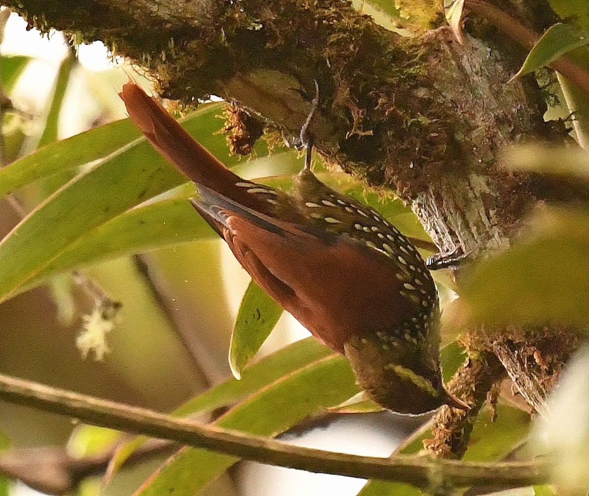 Pearled Treerunner - Daniel Murphy