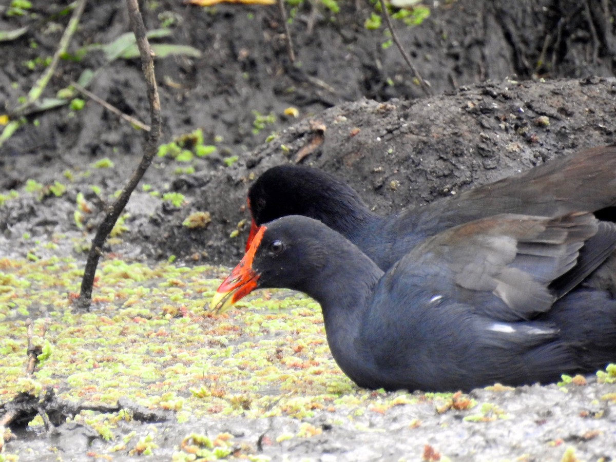 Common Gallinule - ML359554631