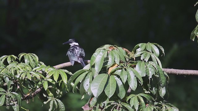 Amazon Kingfisher - ML359555651