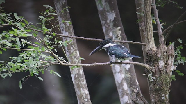 rybařík amazonský - ML359556241