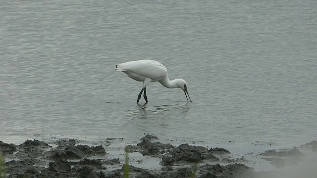 Eurasian Spoonbill - ML359557591