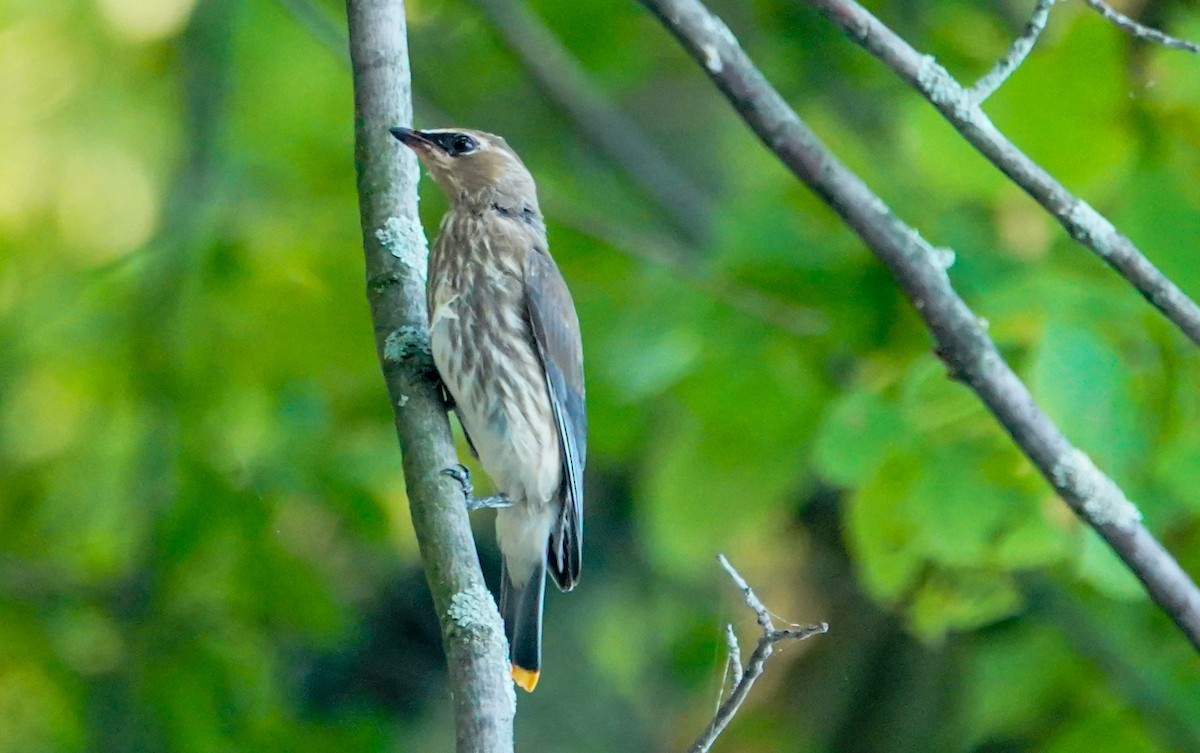 Cedar Waxwing - ML359557731
