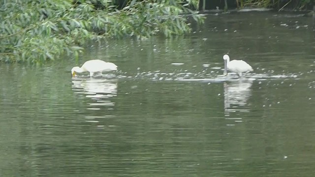 Eurasian Spoonbill - ML359558741