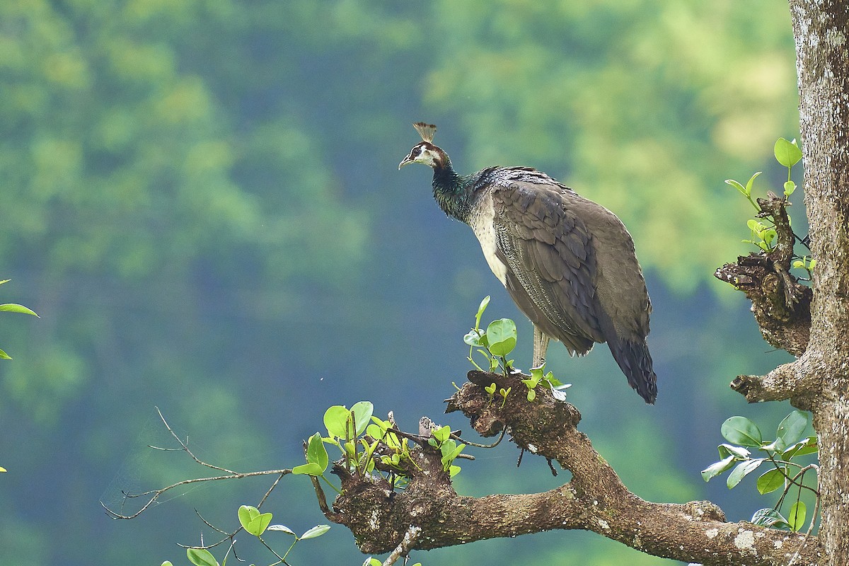 Indian Peafowl - Raghavendra  Pai