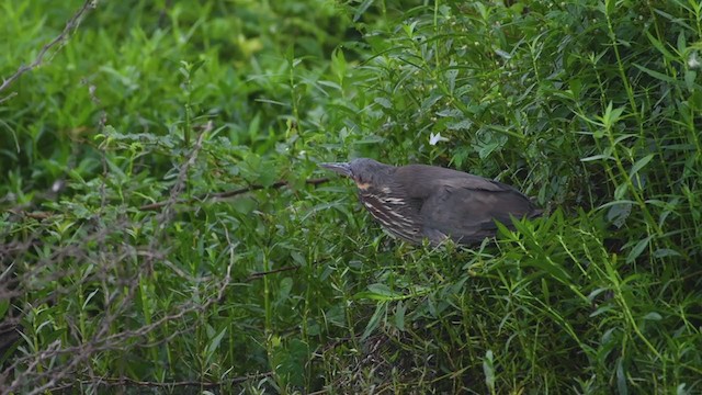 Black Bittern - ML359561541