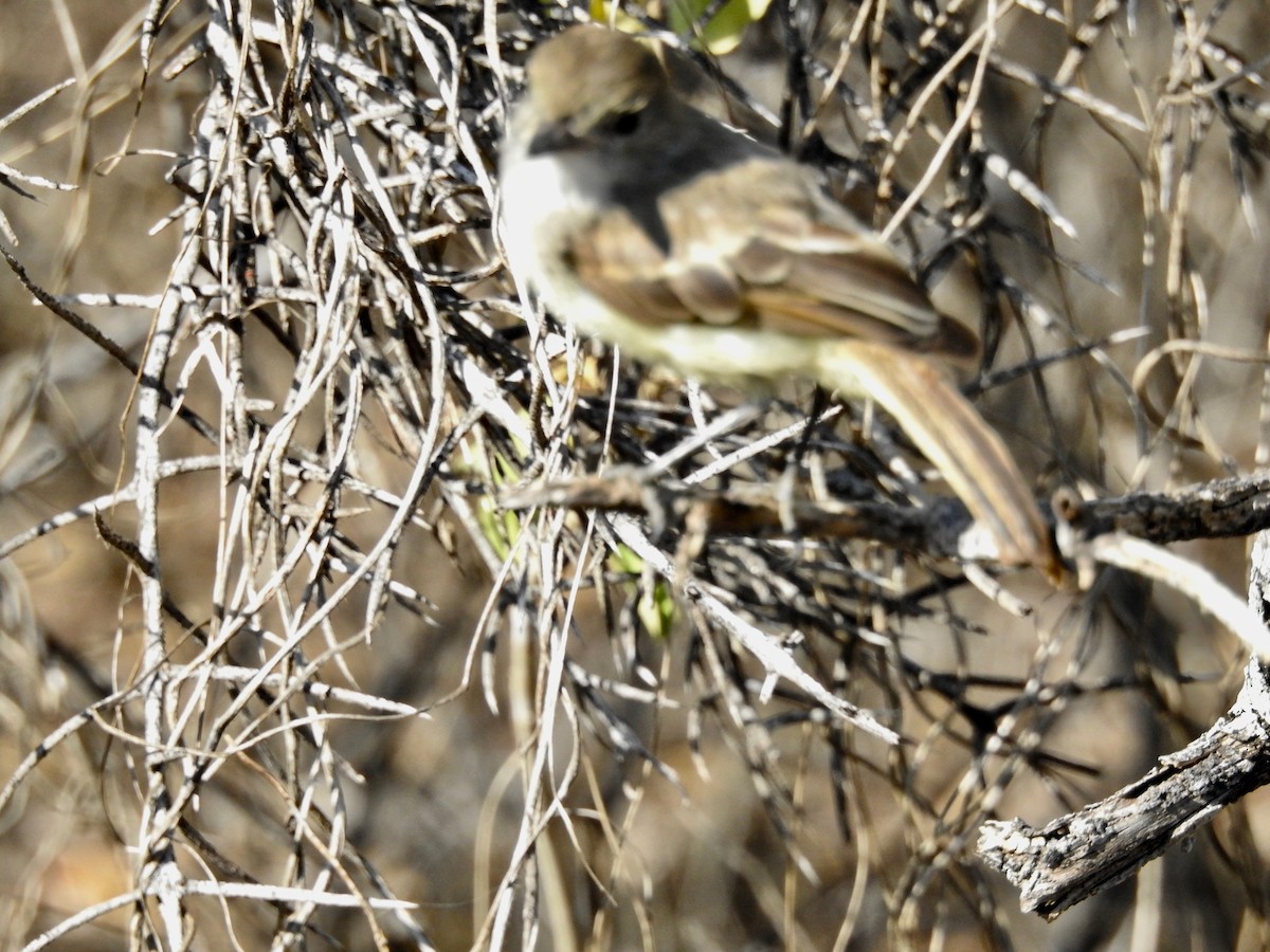 Galapagos Flycatcher - ML359561621