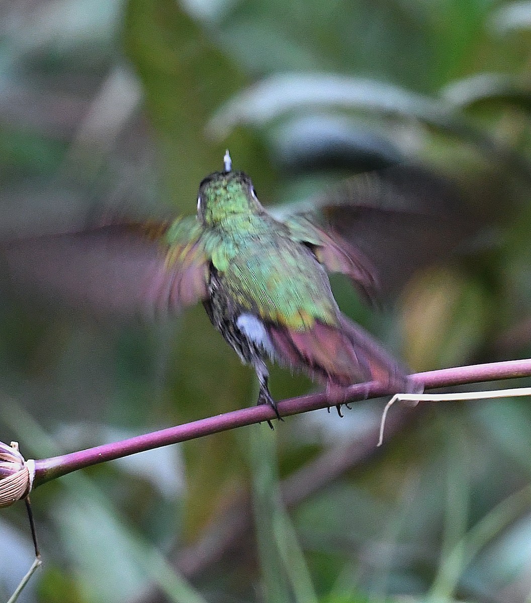 kolibřík dřišťálový - ML359562511