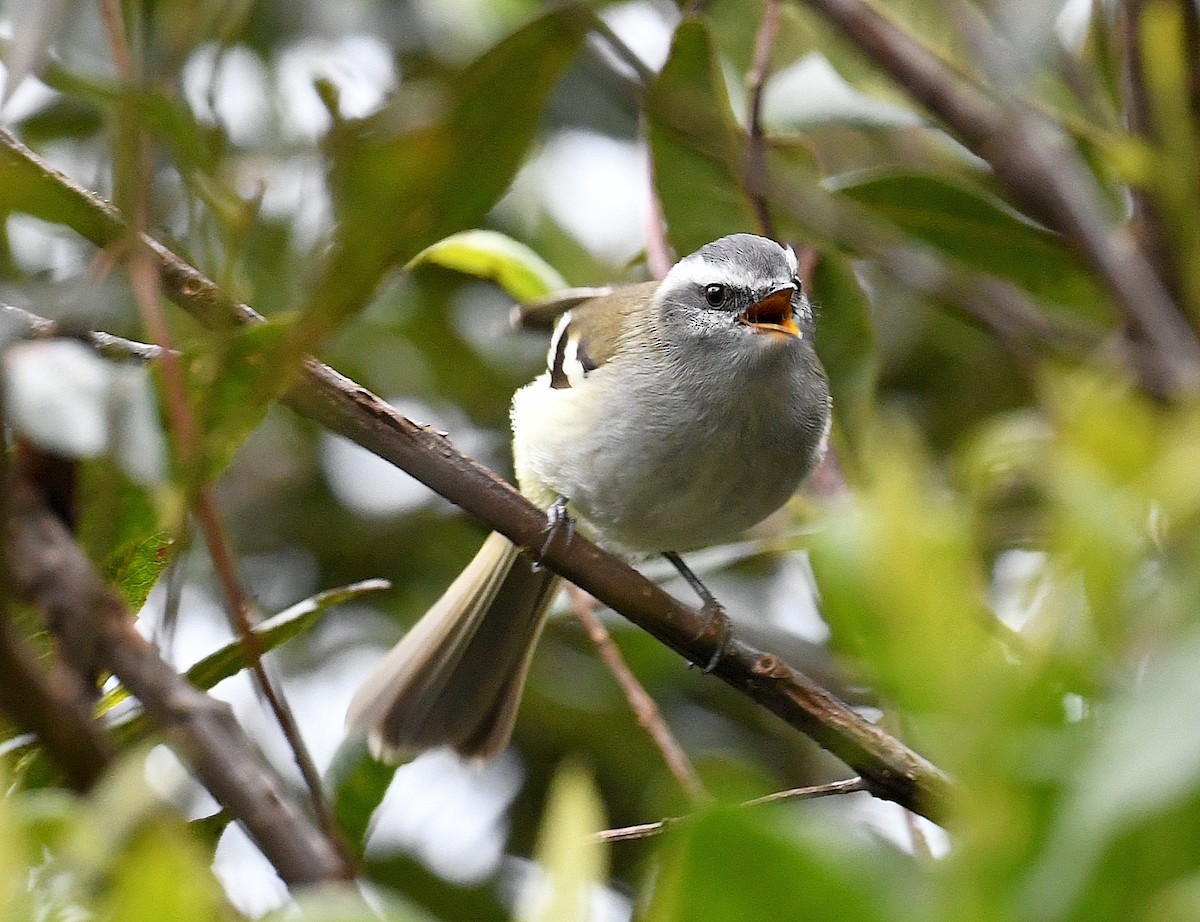 Tyranneau à sourcils blancs - ML359562831