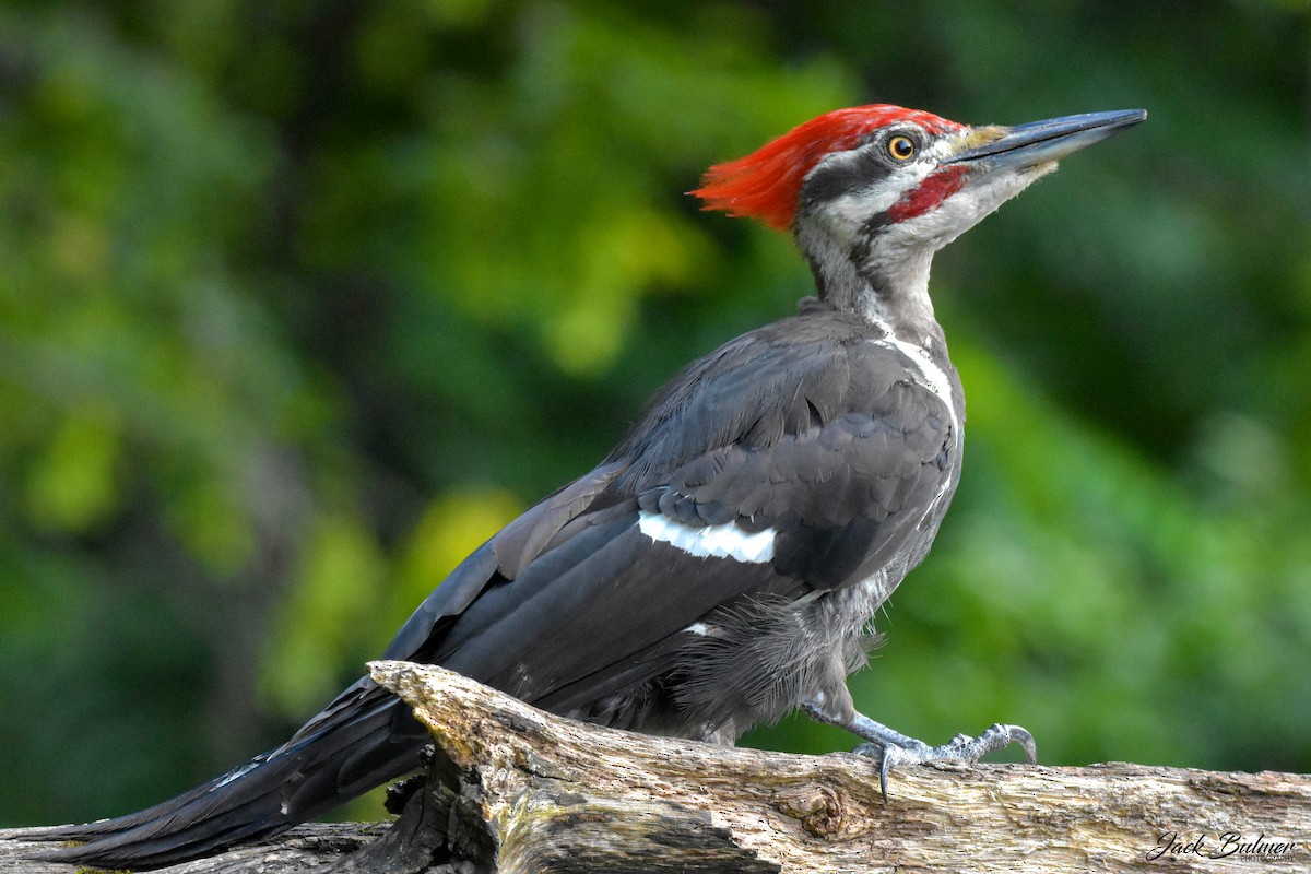 Pileated Woodpecker - Jack Bulmer