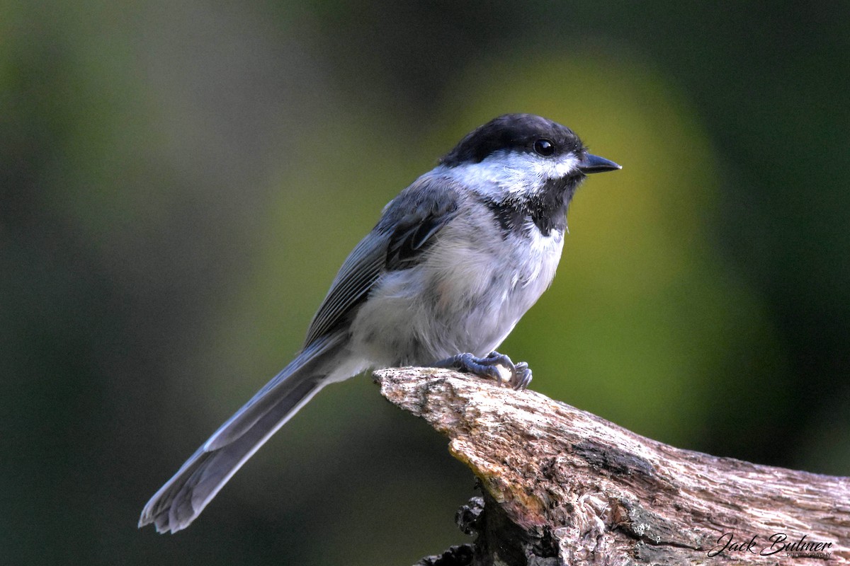 Black-capped Chickadee - ML359563511