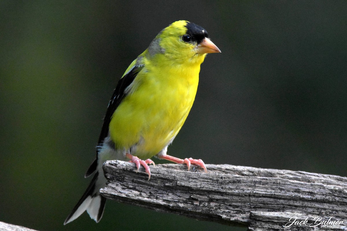 American Goldfinch - ML359563531