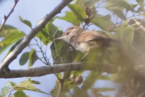 Bewick's Wren - Jeffrey Mann