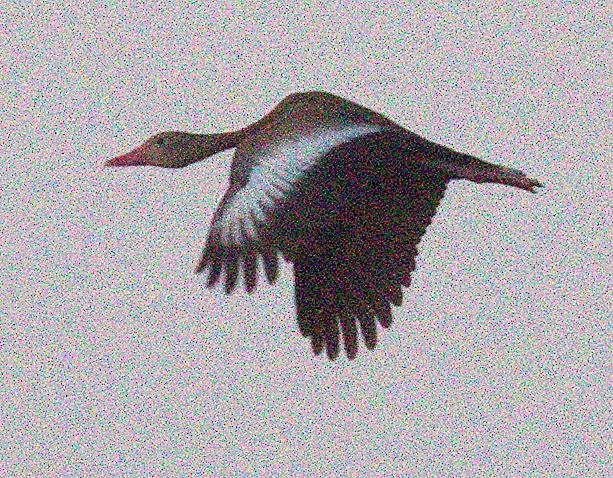 Black-bellied Whistling-Duck - ML359564071