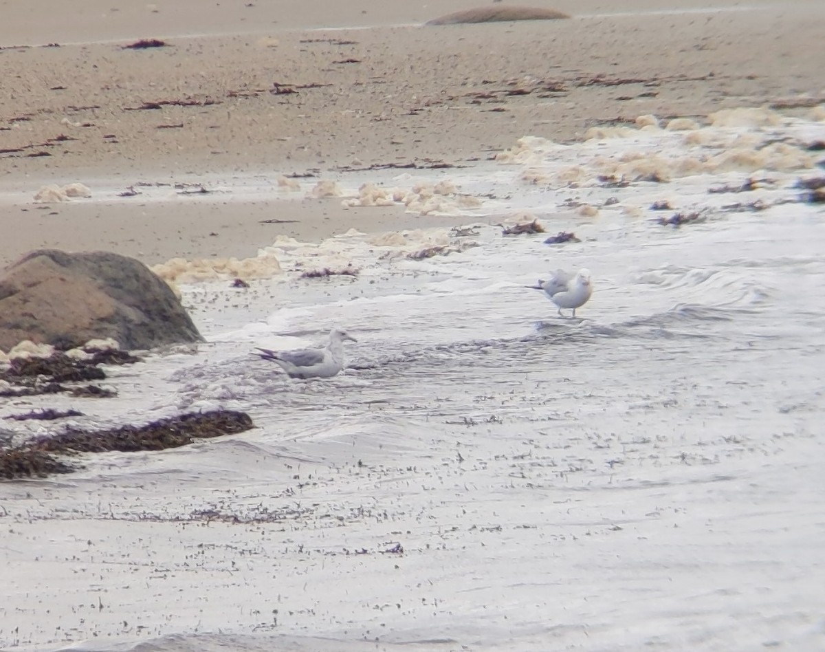 Short-billed Gull - ML359564161