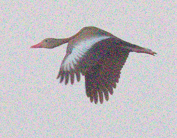Black-bellied Whistling-Duck - ML359564221