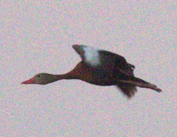 Black-bellied Whistling-Duck - ML359564361