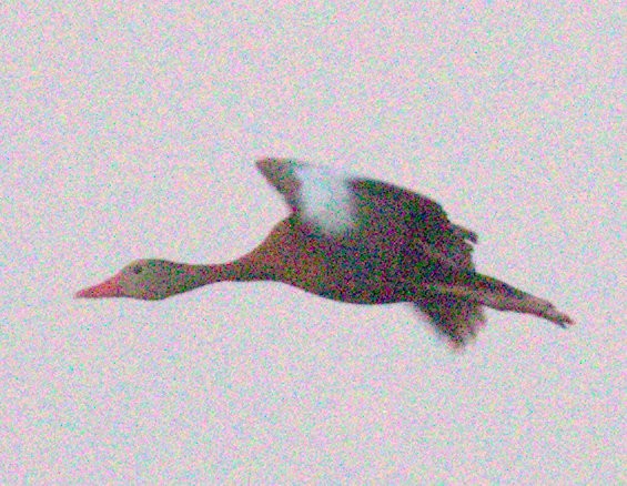 Black-bellied Whistling-Duck - ML359564551