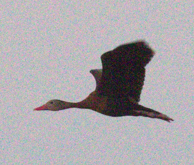 Black-bellied Whistling-Duck - ML359565111