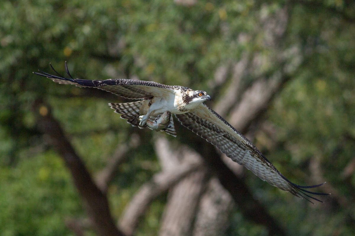 Скопа західна (підвид carolinensis) - ML359565181