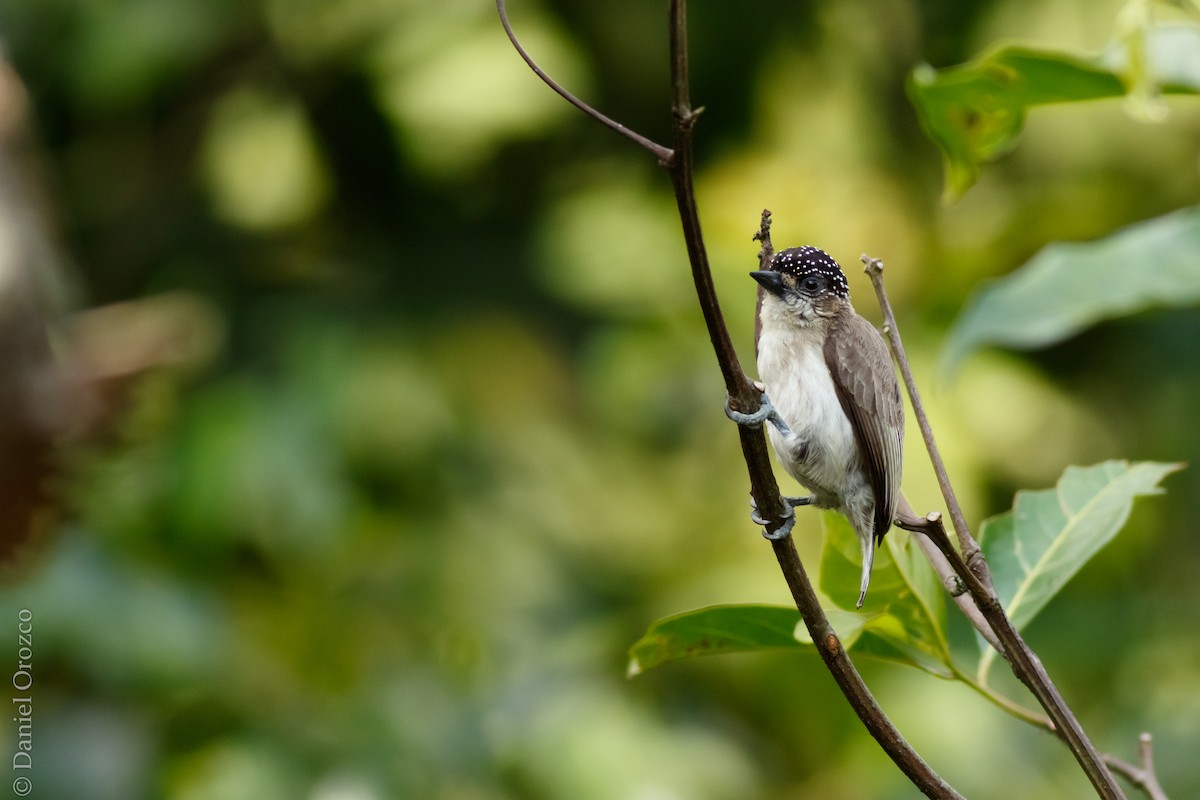 Grayish Piculet - Daniel Orozco Montoya
