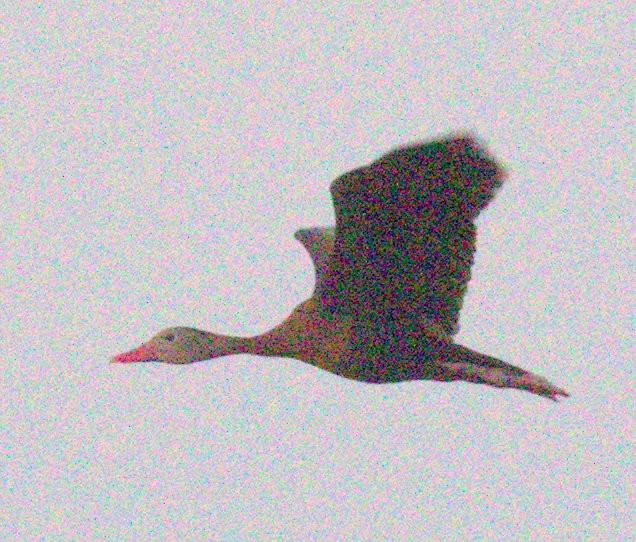 Black-bellied Whistling-Duck - ML359565281