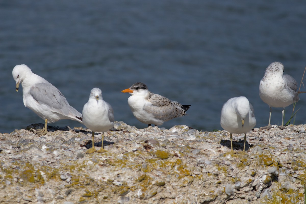 Caspian Tern - ML359566271