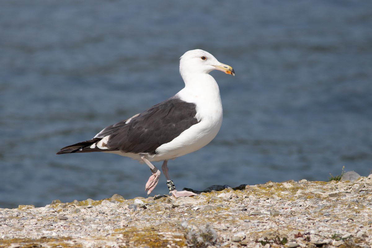 Great Black-backed Gull - ML359566321