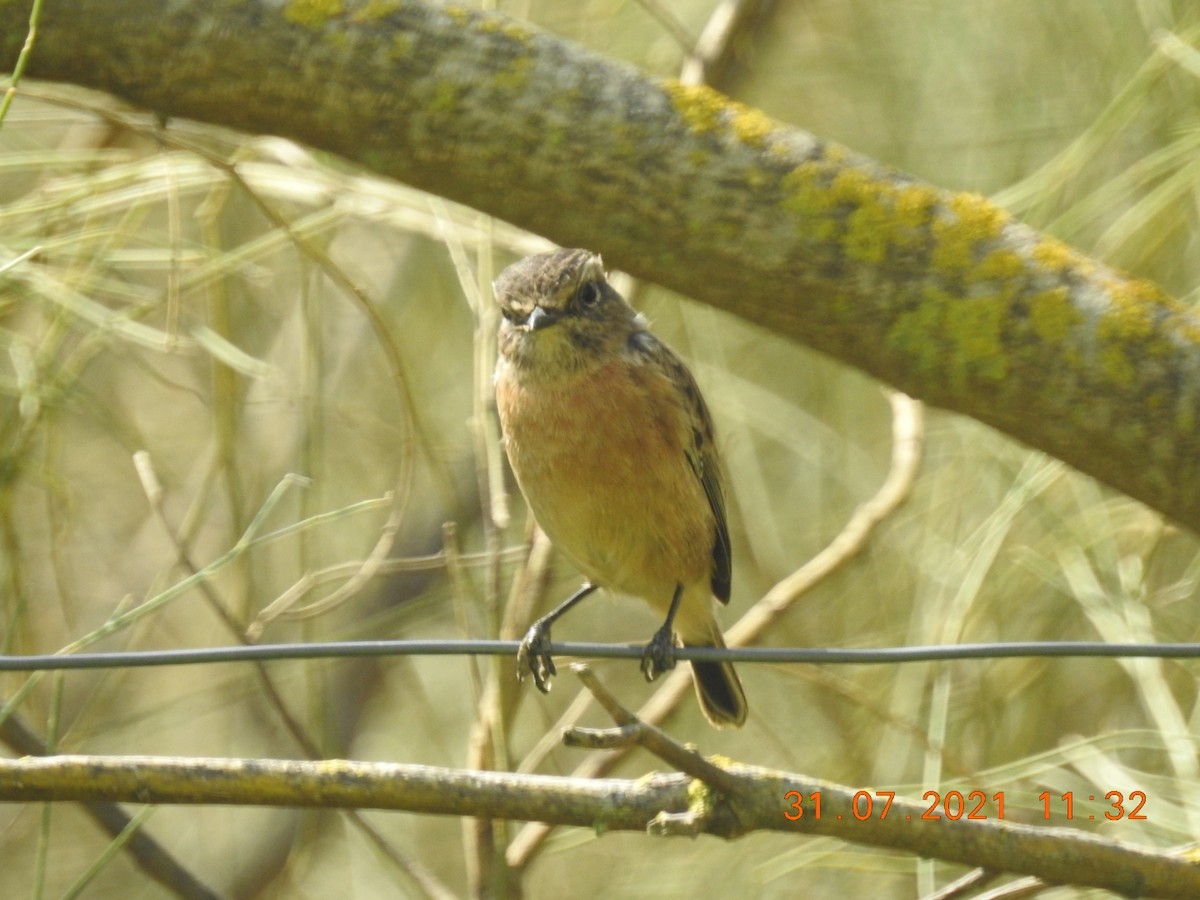 European Stonechat - ML359570301