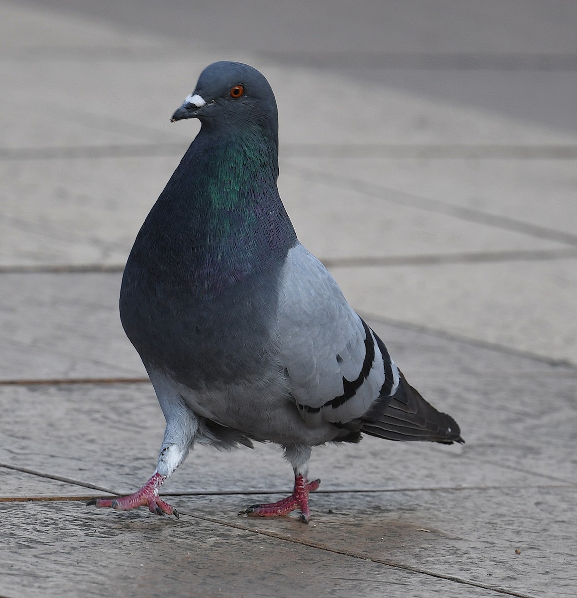 Rock Pigeon (Feral Pigeon) - ML359570371