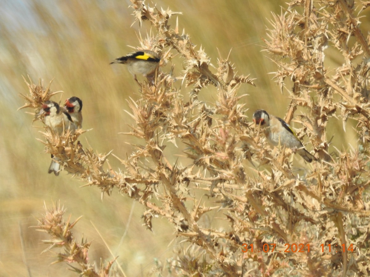 European Goldfinch - ML359570581