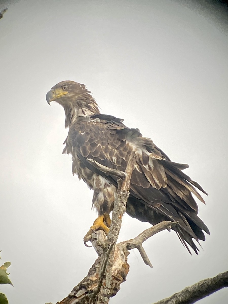 Bald Eagle - ML359571121