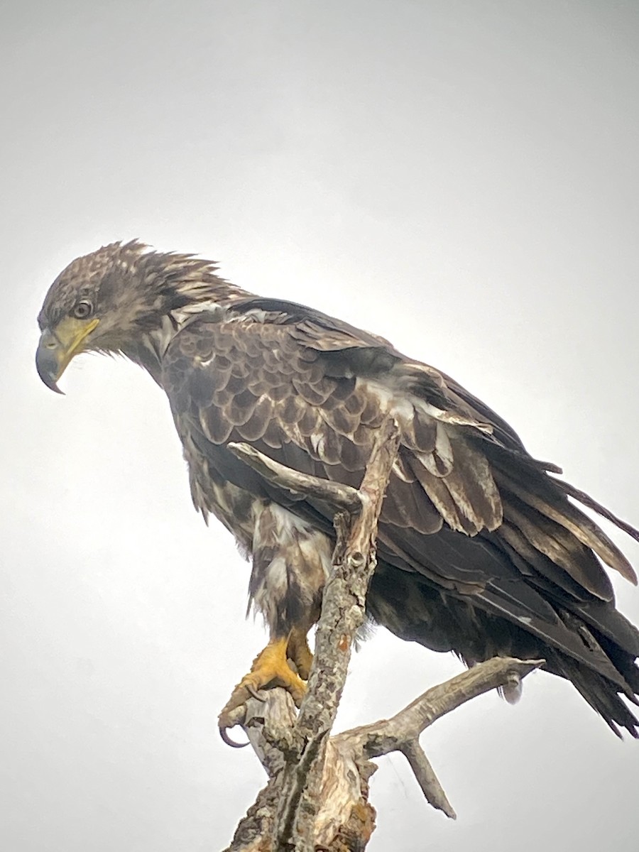 Bald Eagle - ML359571131