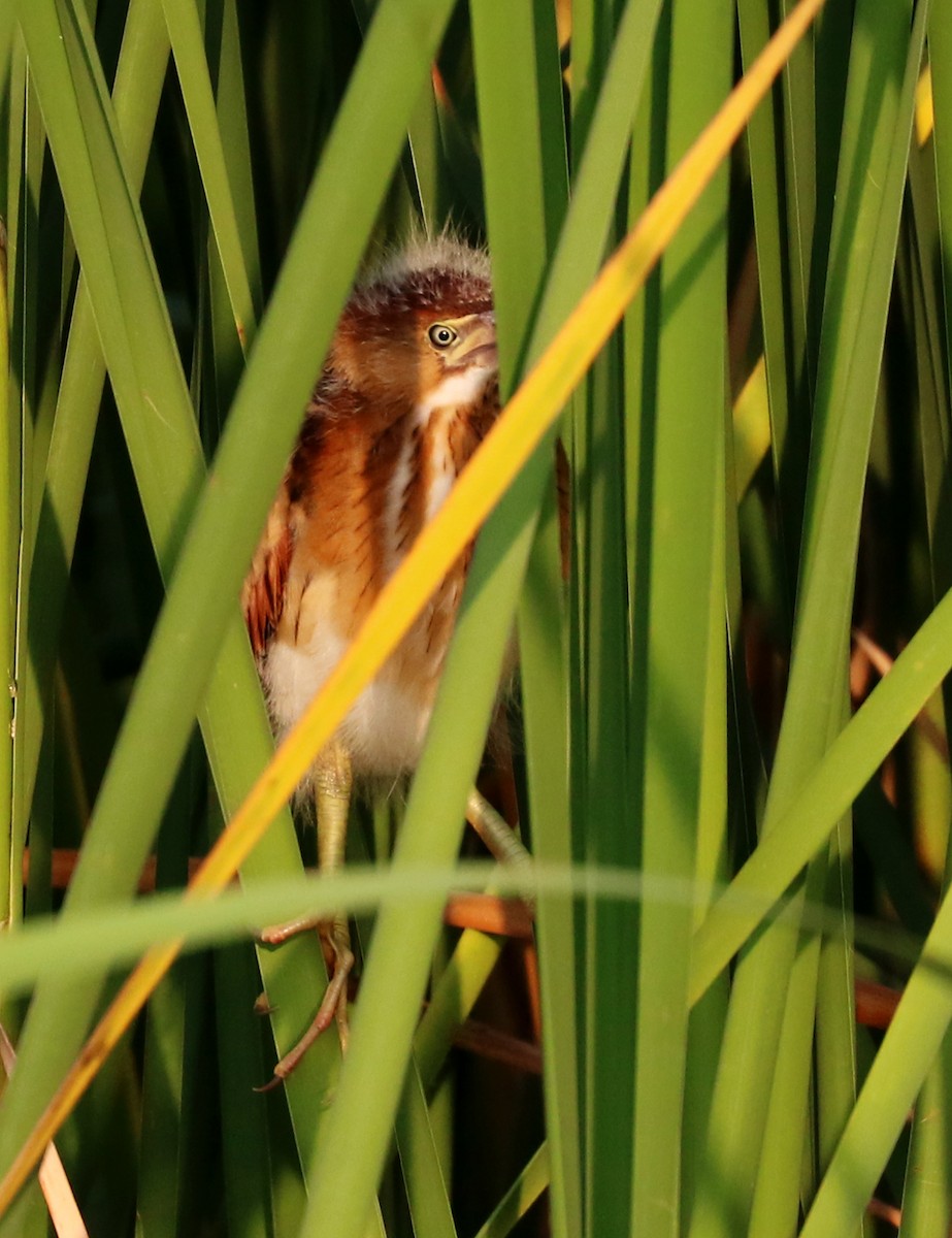 Least Bittern - Mario St-Gelais