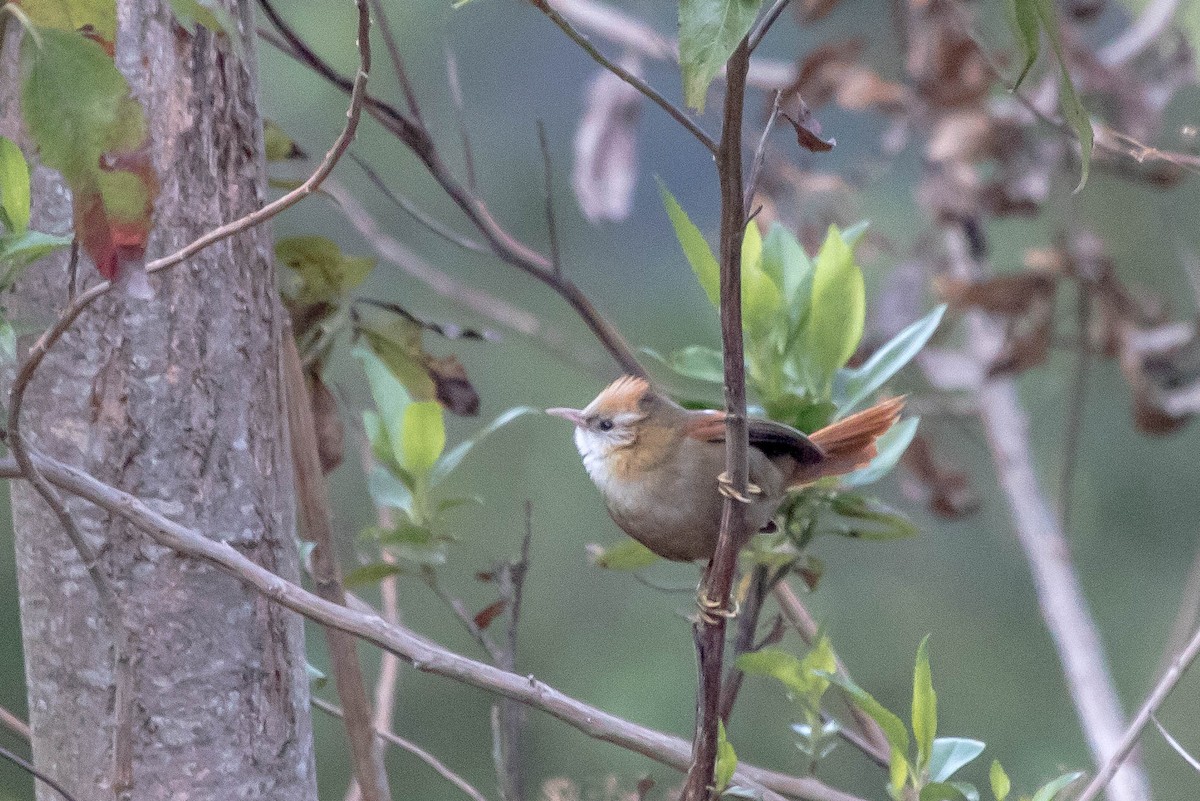 Creamy-crested Spinetail - Michael Hooper