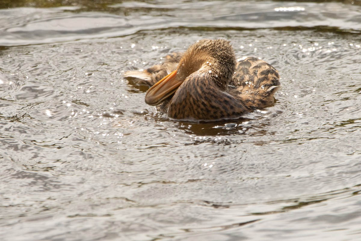 マガモ - ML359575981