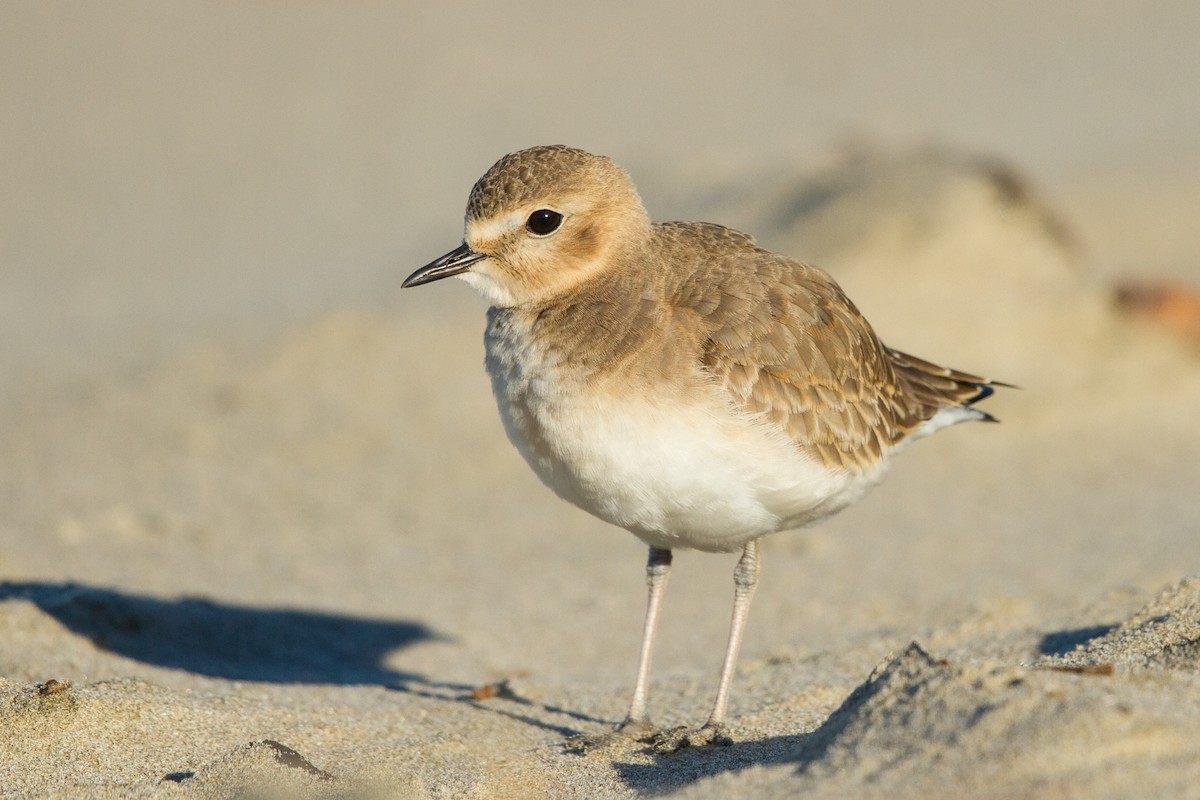 Mountain Plover - ML359576011