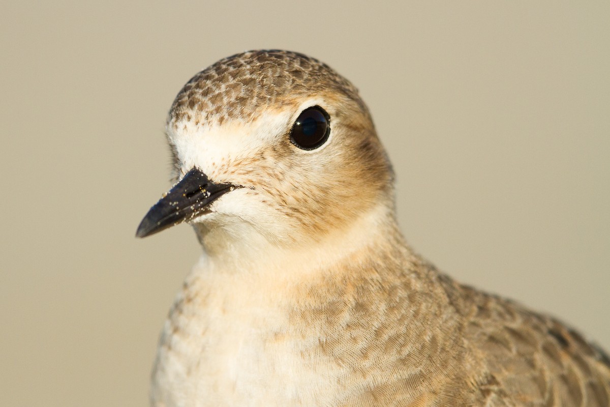 Mountain Plover - ML359576021