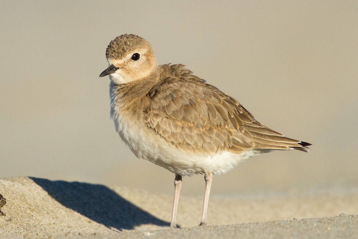 Mountain Plover - ML359576031