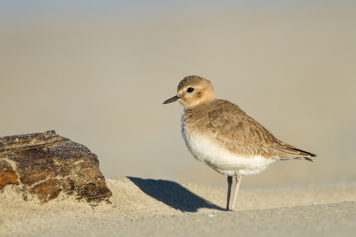 Mountain Plover - ML359576041
