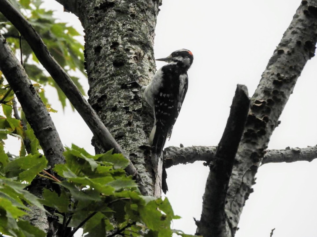 Hairy Woodpecker - ML359576891