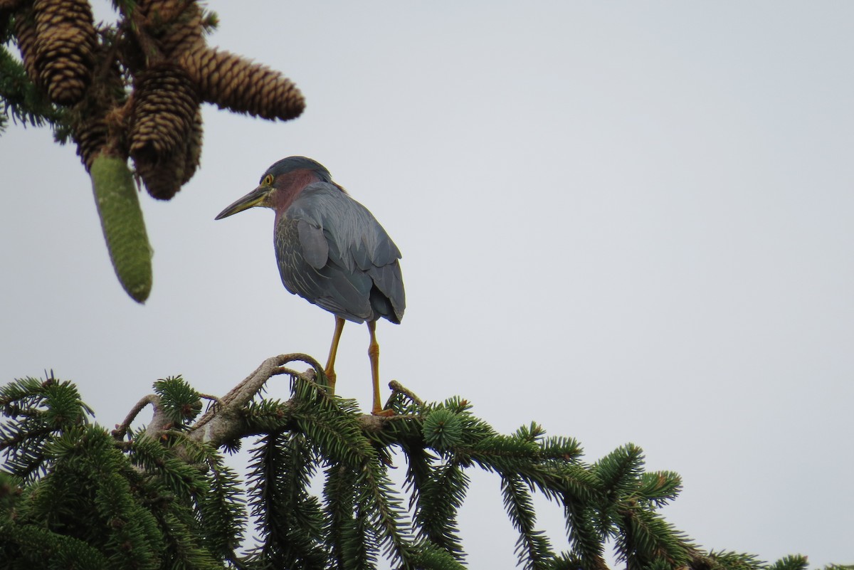 Green Heron - ML359577711