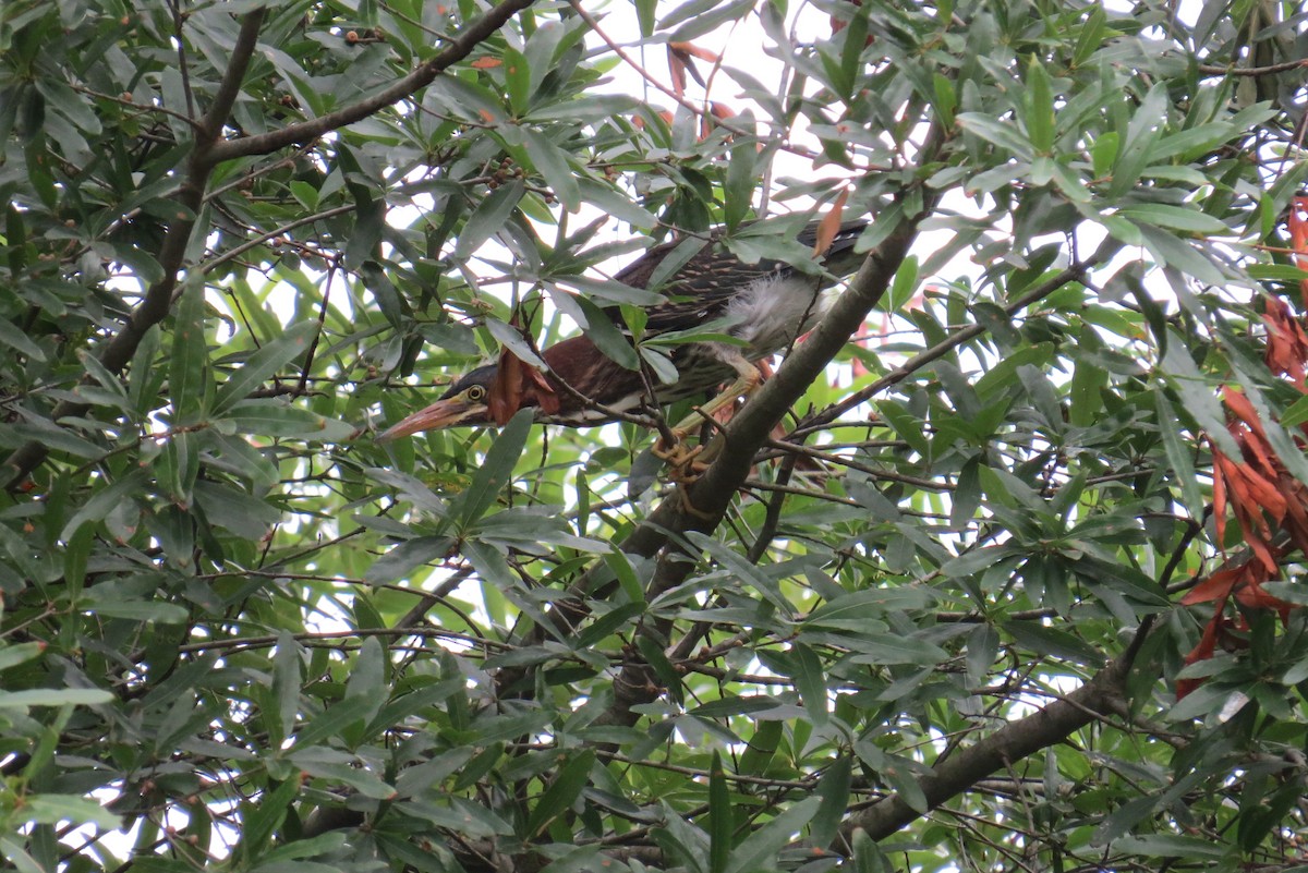 Green Heron - ML359577771