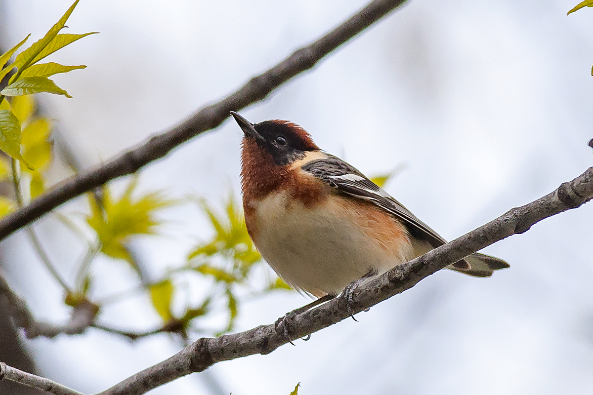 Bay-breasted Warbler - ML35957781