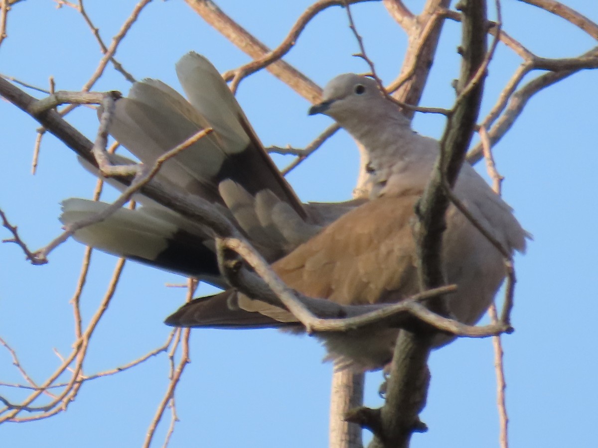 Eurasian Collared-Dove - ML359578381