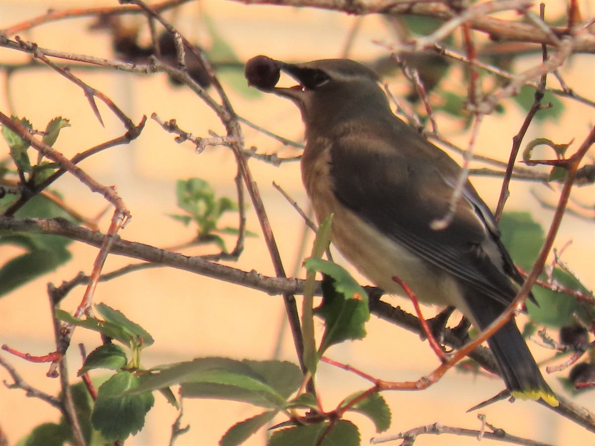 Cedar Waxwing - ML359578551