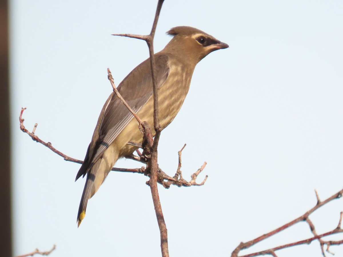 Cedar Waxwing - ML359578711