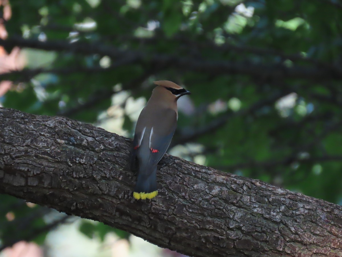 Cedar Waxwing - ML359578831