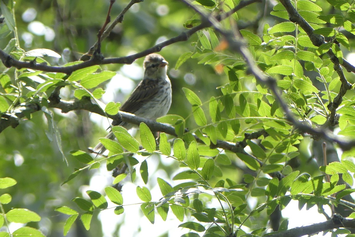 Chipping Sparrow - Leslie Sours