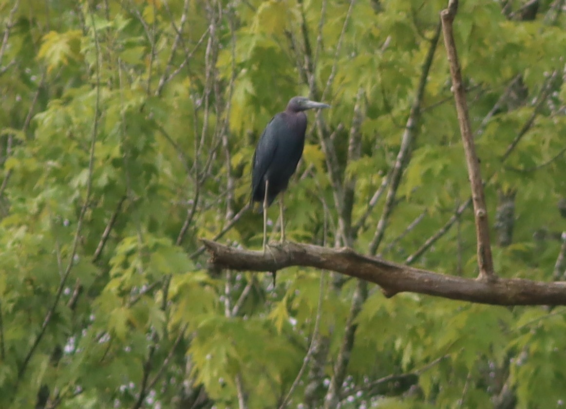 Little Blue Heron - ML359580801